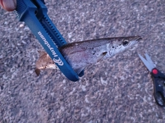 カマスの釣果