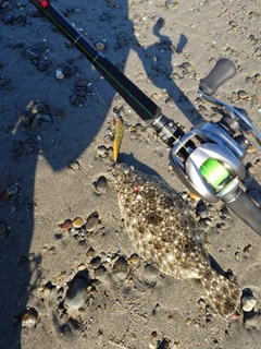 ソゲの釣果