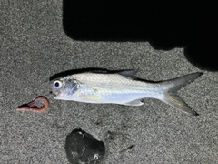 ツバメコノシロの釣果