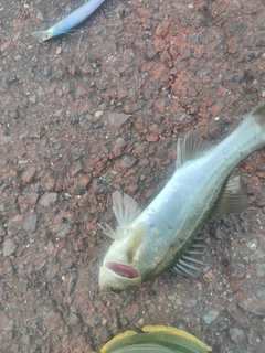 セイゴ（マルスズキ）の釣果