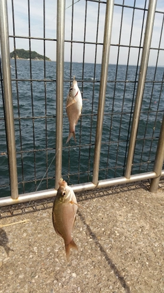 ウミタナゴの釣果