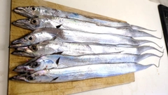 タチウオの釣果