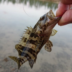 チャイロマルハタの釣果