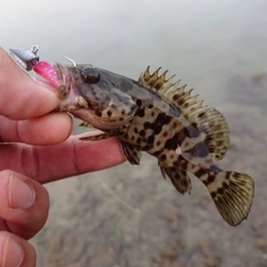 チャイロマルハタの釣果