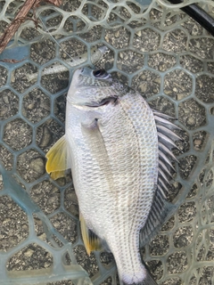 キビレの釣果