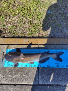 アメリカナマズの釣果