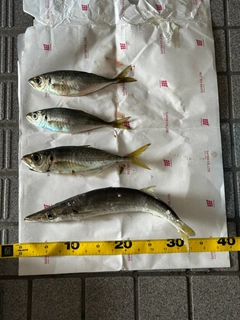 アジの釣果