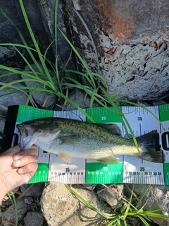 ラージマウスバスの釣果
