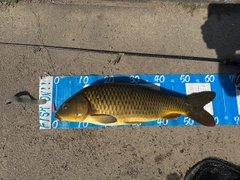 コイの釣果
