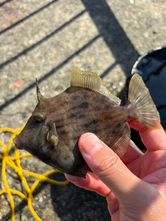 カワハギの釣果