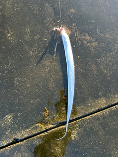 タチウオの釣果