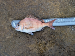 タイの釣果