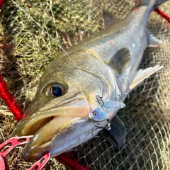 スズキの釣果