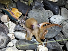 タコの釣果