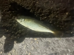 アキアジの釣果