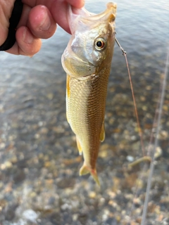 ケタバスの釣果