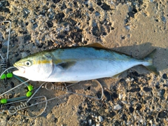 ヤズの釣果