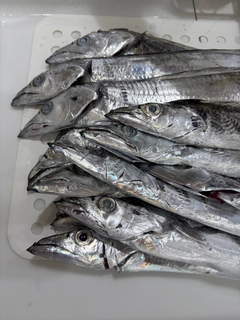 タチウオの釣果