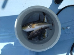 シロサバフグの釣果