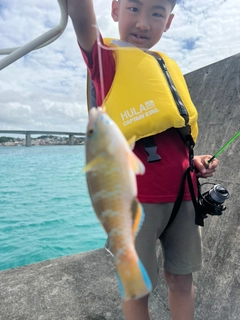 イラブチャーの釣果