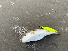 マサバの釣果