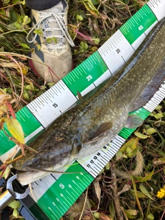 ニホンナマズの釣果
