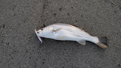 ニベの釣果