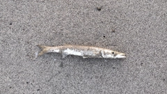 カマスの釣果