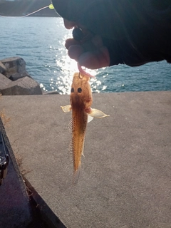 ハゼの釣果