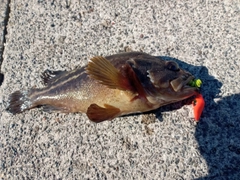 シマソイの釣果