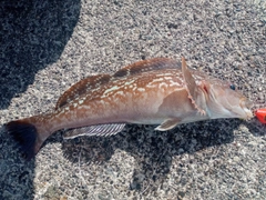 アブラコの釣果
