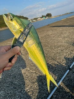 シイラの釣果