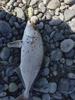 ショゴの釣果