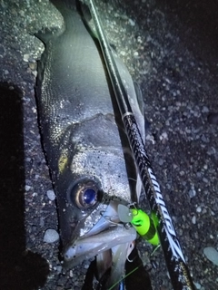 ヒラスズキの釣果