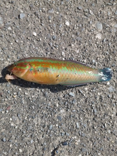 ベラの釣果