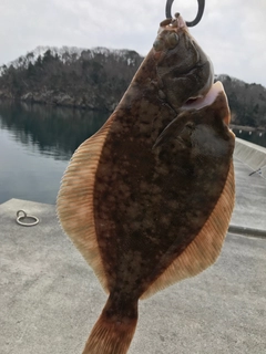 マコガレイの釣果