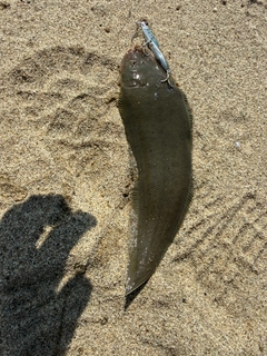 ウシノシタの釣果