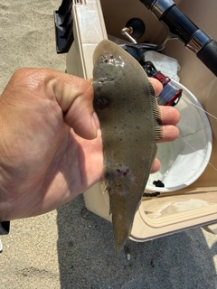 ウシノシタの釣果