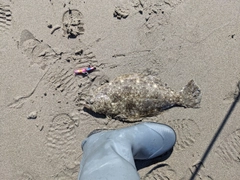 ソゲの釣果