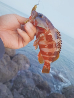 アカハタの釣果