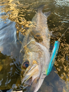 シーバスの釣果