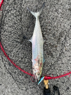 サゴシの釣果