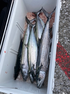 サワラの釣果