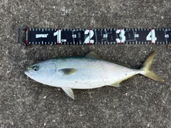 イナダの釣果