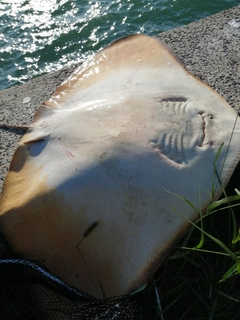 ツバクロエイの釣果