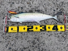 サゴシの釣果