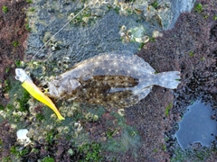 ソゲの釣果