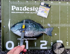 クチブトグレの釣果