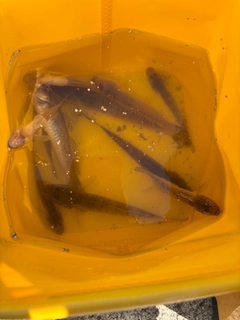 ハゼの釣果