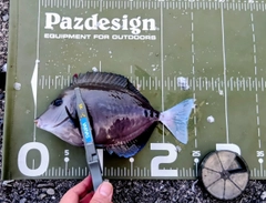 ニザダイの釣果